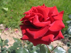 rose rouge