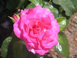 rose rose